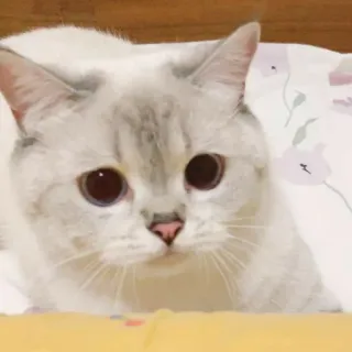 🐱 c30b56c8 猫, 動物, ペット, かわいい, 飼い猫, ネコ telegram sticker