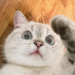 🐱 c7fa8108 猫, 子猫, 動物, ペット, 可愛い, 愛らしい, 青い目, 肉球 telegram sticker