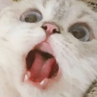 🐱 da170b6a 猫, 叫び, 動物, ミーム, 衝撃, びっくり, 白い猫 telegram sticker