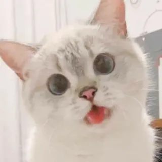 🐱 dbed63ec 猫, 動物, ペット, かわいい, 愛らしい, 面白い, 子猫, キティ telegram sticker