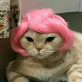 😒 0a4277b9 cat, pink wig, pet, animal, cute, funny whatsapp sticker