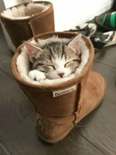 😴 0ed7071b BEARPAW kitten, cat, cute, sleep, boot, animal, fur, pet whatsapp sticker