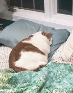 😔 0ef9e07b cat, sleeping, pet, domestic animal, feline, mammal whatsapp sticker