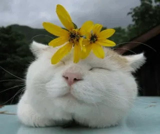 😌 0f861cbd cat, flower, animal, cute, pet, domestic animal, yellow flowers whatsapp sticker