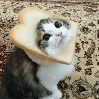 🌝 100dd422 cat, bread, kitten, cute, animal whatsapp sticker