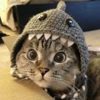 👀 11b135bf cat, animal, shark, hat, cute, pet, mammal whatsapp sticker