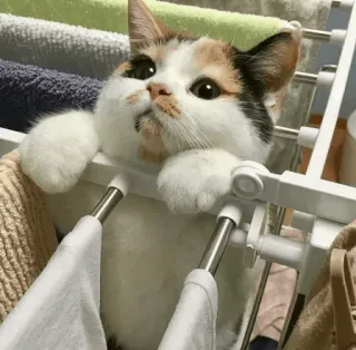 👀 1228f8a7 cat, cute, calico, animal, pet, kitten whatsapp sticker