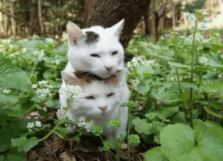 ❤️ 1b6b4156 cats, animals, nature, cute, outdoors, stack, white cats whatsapp sticker