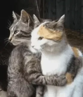 ❤️ 2229422d cat, kitten, pet, animal, cute, friendship, hugging whatsapp sticker