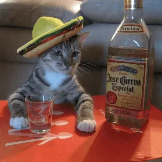 😔 302d5354 Jose Cuervo Especial cat, alcohol, sombrero, Jose Cuervo, tequila, drinking, kitten whatsapp sticker