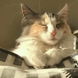 😌 3ae00e79 cat, animal, pet, domestic animal, domestic cat, furry, feline whatsapp sticker