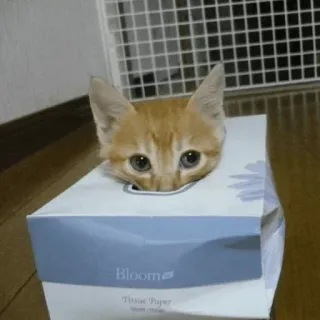 👀 40d43fb0 Bloom Tissue Paper cat, kitten, tissue box, cute, animal, pet whatsapp sticker