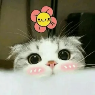 ☺️ 52b7ed46 cat, kitten, flower, cute, animal, kawaii whatsapp sticker