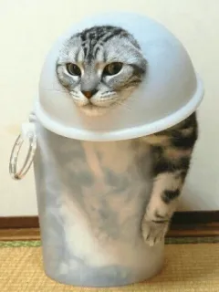 👀 53c77821 cat, bucket, funny, animal, pet, kitten whatsapp sticker