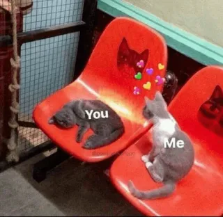 ❤️ 5c81d28e You Me cat, love, friendship, relationship, animals, cute, meme whatsapp sticker