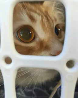 👀 6132a708 cat, kitten, pet, animal, domestic animal whatsapp sticker