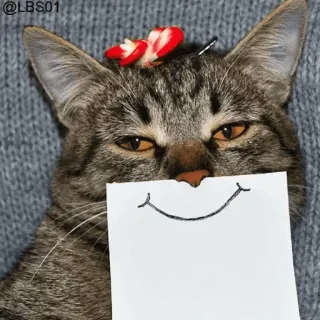 🌝 62ee307d cat, animal, pet, smile, drawing, cute, tabby whatsapp sticker