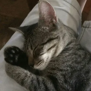 😴 6ff44682 cat, sleeping, pet, animal, domestic cat, kitten whatsapp sticker