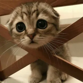 😔 7067c719 cat, kitten, cute, animal, pet, domestic cat, scotish fold whatsapp sticker