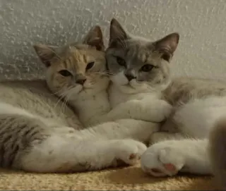 ❤️ 706a4b84 cats, kittens, pets, animals, cute, domestic animals whatsapp sticker