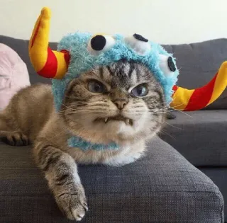 😒 7a68ca35 cat, kitten, pet, animal, cute, hat, funny, horns whatsapp sticker