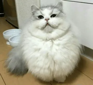 ☺️ 7fac089a cat, fluffy, pet, domestic animal, feline, cute, white cat whatsapp sticker