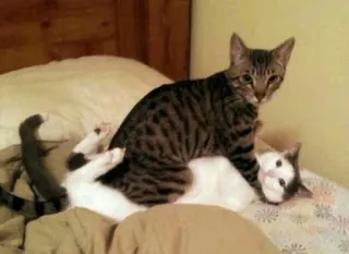 ❤️ 88768df1 cat, cats, animals, pets, domestic cat, lying, bed, feline whatsapp sticker