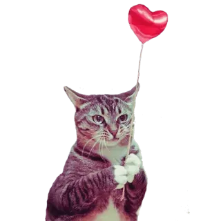 ❤️ 8fdca3be cat, heart, balloon, animal, cute, love, pet whatsapp sticker