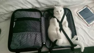 🌝 91dfc967 cat, suitcase, travel, pet, animal, white cat, luggage, domestic animal whatsapp sticker