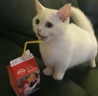 🌝 989fe12e cat, kitten, drinking, juice box, cute, pet, animal, white cat whatsapp sticker