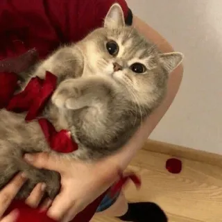 🌝 ad4a677d cat, kitten, cute, rose petals, pet, animal, domestic cat whatsapp sticker