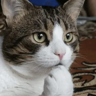 🤔 bfd7afc0 cat, thinking, animal, pet, cute, domestic, mammal, feline whatsapp sticker