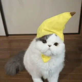 👀 cefe7352 cat, banana, pet, animal, hat, cute whatsapp sticker