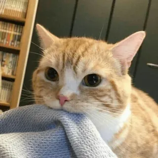 🤨 d073ded4 cat, kitten, pet, animal, orange tabby, domestic cat, cute whatsapp sticker