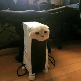 😐 d1cf6beb cat, funny, animal, pet, ps5, console, meme, humor whatsapp sticker