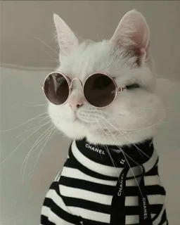 👀 d4ce4451 CHANEL cat, sunglasses, fashion, style, animal, pet, luxury whatsapp sticker