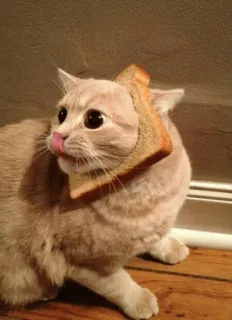 👀 d59e33f8 cat, bread, animal, pet, funny, tongue, toast whatsapp sticker