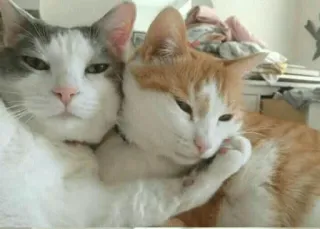 ❤️ d9c158e9 cats, animals, pets, friendship, cute, domestic animals whatsapp sticker