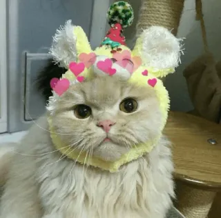 ❤️ e032c365 cat, animal, pet, kitten, cute, hearts, hat whatsapp sticker