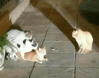 😂 e2a26e45 cats, animals, domestic animals, pets, feline whatsapp sticker