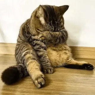 😔 e5c97b74 cat, grooming, animal, domestic animal, feline, pet whatsapp sticker