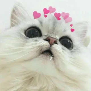 😍 f6d802ed cat, cute, hearts, animal, pet, love whatsapp sticker