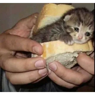 😢 033d4424 Kätzchen, Katze, Sandwich, Essen, traurig, Tier telegram sticker