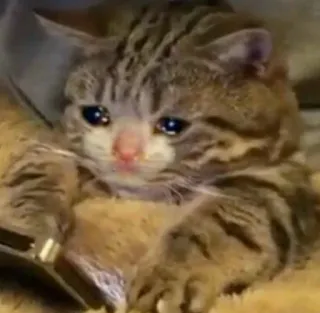 😭 09de6bc7 Katze, traurig, Tier, Kätzchen, weinend telegram sticker
