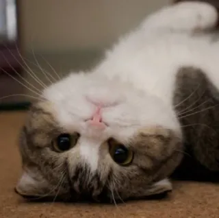 😀 125d944d Katze, Tier, Haustier, Haustier, Säugetier, Katzenartig telegram sticker