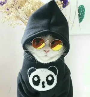 😎 132b0642 Katze, Panda, Hoodie, Sonnenbrille, Tier, süß, Haustier telegram sticker