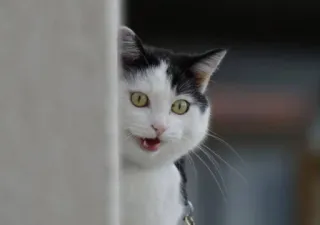 😠 1922fdb2 Katze, Tier, Haustier, süß, schwarz weiß telegram sticker