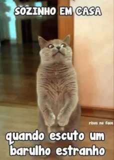 😳 350951fb SOZINHO EM CASA
quando escuto um barulho estranho Katze, lustig, Meme, allein, Haus, seltsames Geräusch telegram sticker