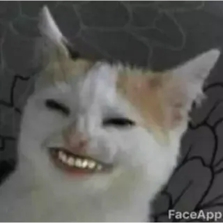 😅 42d358fb Katze, Meme, Tier, Lustig, Haustier, Lächelnd telegram sticker