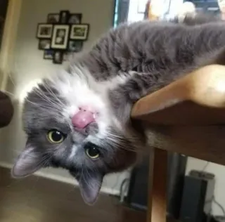 🙃 51c0bb1d Katze, Tier, Haustier, graue Katze, leckend, Zunge telegram sticker